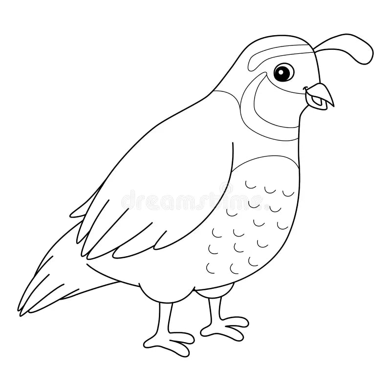 Quail